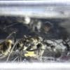 Camponotus parius