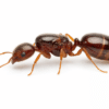 Pheidole pallidula