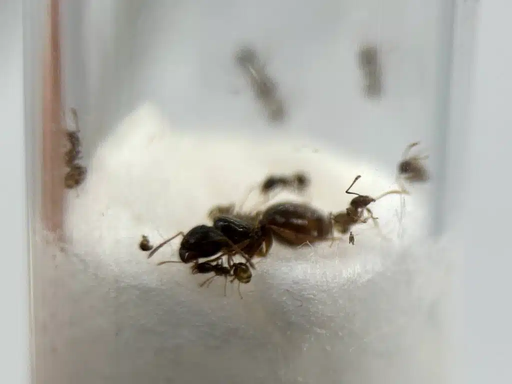 Królowa mrówek pheidole pallidula loading=
