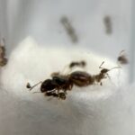 Królowa mrówek pheidole pallidula