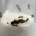 Królowa mrówek pheidole pallidula loading=