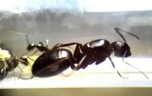 Camponotus sylvaticus