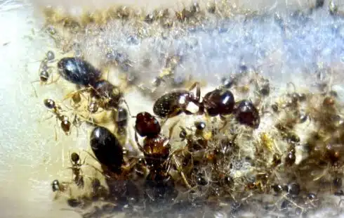 Pheidole megacephala