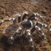 Acanthoscurria geniculata