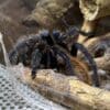 Chromatopelma cyaneopubescens