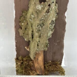 Terrarium dla ptasznika nadrzewnego #9