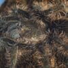 Tliltocatl albopilosus