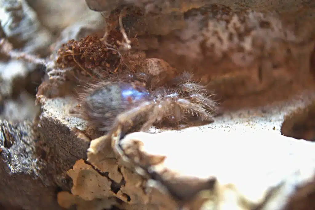 tliltocatl albopilosus l3 loading=