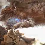 tliltocatl albopilosus l3 loading=