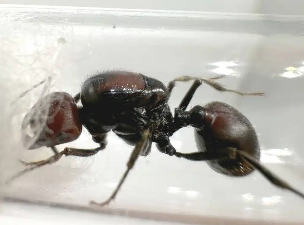 Messor cephalotes loading=