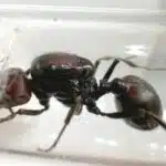 Messor cephalotes loading=