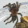 Psalmopoeus cambridgei