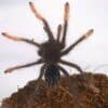 Theraphosa apophysis