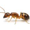Camponotus maculatus subnudus