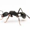 Aphaenogaster senilis