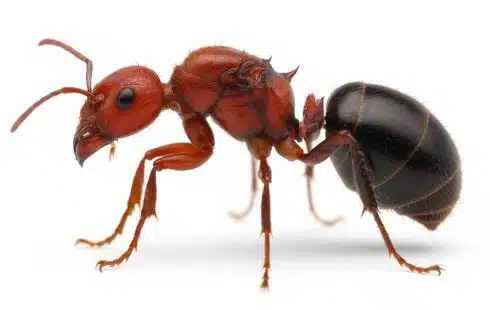 Myrmicaria brunnea