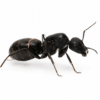 Camponotus micans