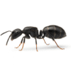 Camponotus micans