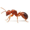 Pogonomyrmex barbatus