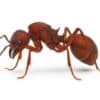 Acromyrmex versicolor