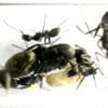 Camponotus pseudolendus