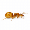 Myrmecocystus mexicanus