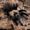 Brachypelma emilia