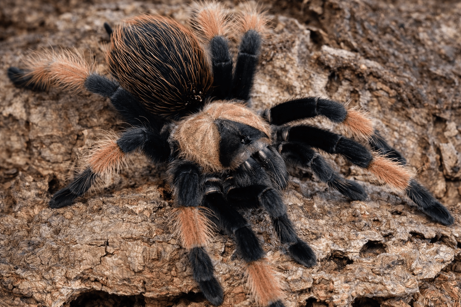 Tarantulas for beginners | MrowSon.pl