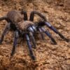 Chilobrachys natanicharum