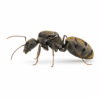 Camponotus flavomarginatus