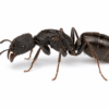 Odontoponera denticulata