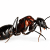 Camponotus angusticollis