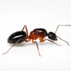 Camponotus barbaricus