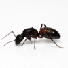 Camponotus cruentatus