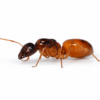 Camponotus fedtschenkoi