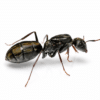 Camponotus flavomarginatus