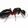 Camponotus ligniperda