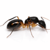 Camponotus maculatus