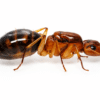 Camponotus maculatus subnudus