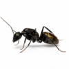 Camponotus parius