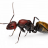 Camponotus vestitus