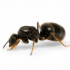 Lasius niger