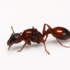 Manica rubida