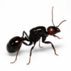 Messor barbarus Red Head