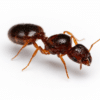 Pheidole pallidula